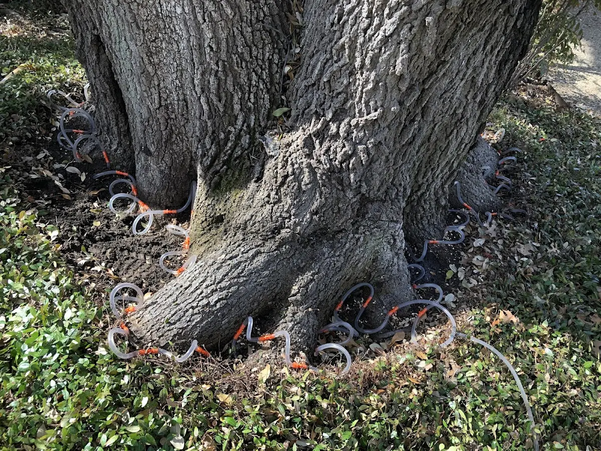 Detailed Tree Cabling and Bracing job site in Clarksville